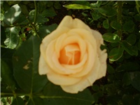 da74b92a-Picture 292.jpg
